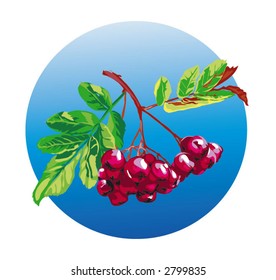 branch black ashberry