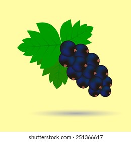 Branch of black currant