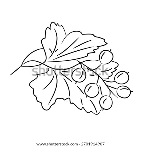 branch of black currant with berries and flattery, sketch of black art brush lines