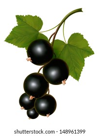 Branch of black currant with leaves. Vector. 