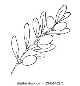Branch of black olive. Vector illustration isolated on white background.