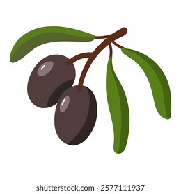 branch of black olives. A group of two fruits with leaves. Isolated flat color illustration on a white background. A broken branch with olives. A whole fresh food preparation product