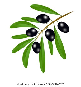 Branch with black olives and leaves to decorate the labels of olive oil or cream isolated on white background. Vector illustration, flat design.