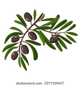 branch of black olives. A long double branch with fruits and leaves. Flat color illustration on a white background. A broken branch with olives. Whole food for fresh food preparation