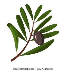 branch of black olives. A long branch, many leaves with one fruit. Isolated flat color illustration on a white background. A broken branch with olives. A whole fresh food preparation product