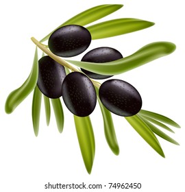 Branch Black Olives Vector Illustration On Stock Vector (Royalty Free ...