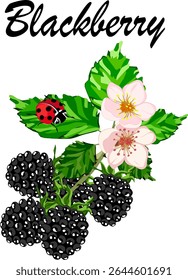 A branch with blackberries.Vector illustration with blackberries on transparent background with text.