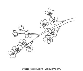 Branch of blooming cherry blossoms in doodle sketch style, contour hand drawing, isolated on white background. Spring sakura.