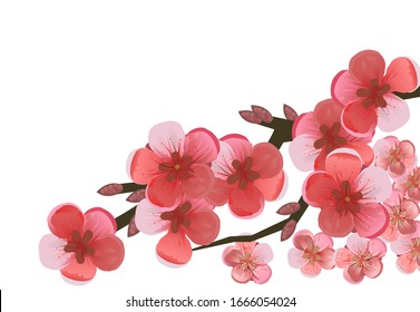 A branch of blooming cherry, plum, apple tree, apricot, peach, pear. Blooming fruit garden tree. Large red and pink flowers. Isolated on a white background.