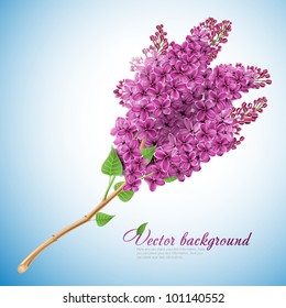 La rama de las lilas florecientes