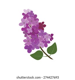 The branch of blooming lilacs