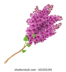 The branch of blooming lilacs. EPS 10. Contains transparent objects, and blend modes.