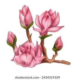 branch of blooming magnolia, in pink color