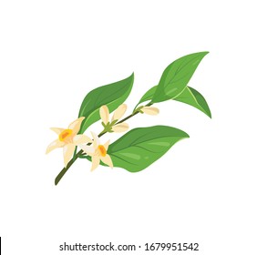 A branch of blooming orange, lemon or other citrus plant vector isolated icon. Branch with flowers and leaves icon in cartoon style.