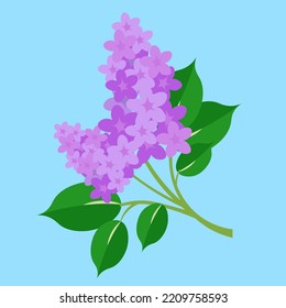 branch of blooming purple lilac