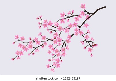 Branch of blooming sakura with flowers, cherry blossom, floral spring concept. Japanese and asian sakura tree flowers. Realistic vector illustration of sakura.
