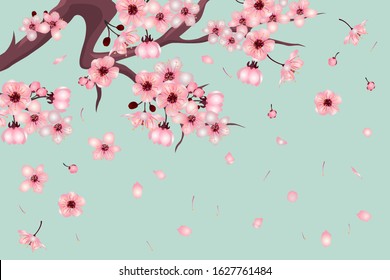 Branch of blooming sakura with flowers, cherry blossom, floral spring concept. Japanese and asian sakura tree flowers. Sakura branch on a light green background. Vector