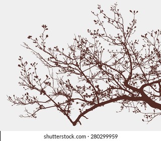 branch of a blooming tree