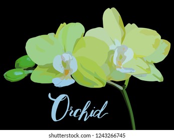 A branch of a blooming yellow orchid. Yellow orchid with green buds. Blooming orchid on a black background. Lettering flowers with the word Orchid. For sales of blooming house plants.