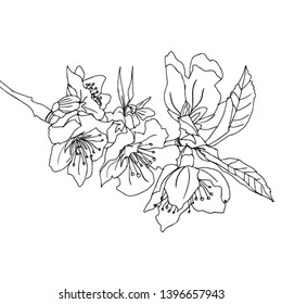 A branch of blossoming cherry with buds on an isolated background