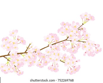 Branch of a blossoming cherry tree isolated on a white background