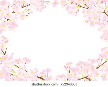 Branch of a blossoming cherry tree isolated on a white background