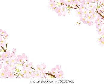 Branch of a blossoming cherry tree isolated on a white background