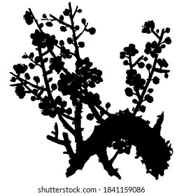 A branch of a blossoming fruit tree. Hand drawn vector silhouette of plum mei, wild apricots and sakura. 
Stock illustration of black and white  tree branch.