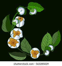 The branch of blossoming jasmine. Decorative composition in a circle. Vector. Use printed materials, signs, items, websites, maps, posters, postcards, packaging.