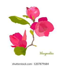 branch of a blossoming pink magnolia. Hand drawing, botanical illustration