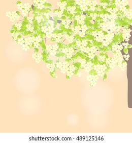 Branch of a blossoming tree. Spring leaves light background