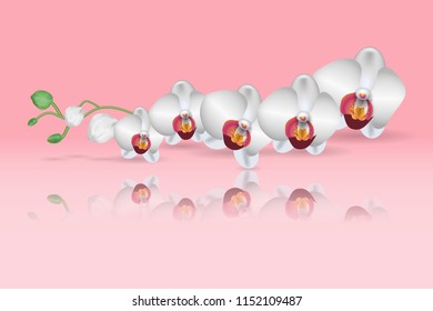 Branch of the blossoming white orchid. White orchid flowers and buds
