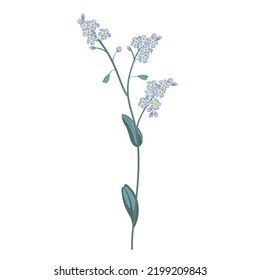 Branch of blue forget-me-not flowers isolated on white background.