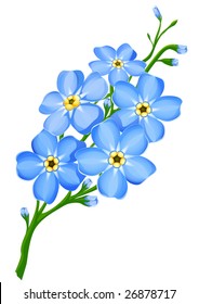 branch of blue forget-me-not flowers isolated - vector illustration