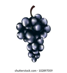 branch of blue grapes