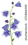 branch blue hand Campanula bell on  white background, isolated vector
