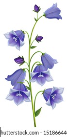 branch blue hand Campanula bell on  white background, isolated vector