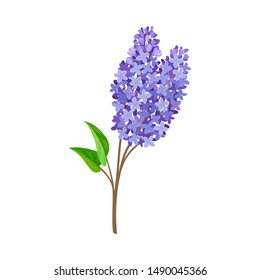 Branch blue lilac 