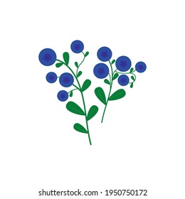 Branch of blueberries. Vector graphics.