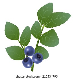 Branch of blueberry with berries and leaves
