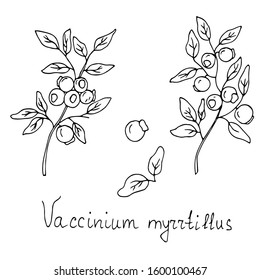 Branch and blueberry fruit. Sketch. Vector illustration.