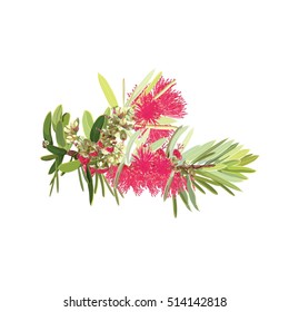 Branch of Bottlebrush Tree Vector Illustration