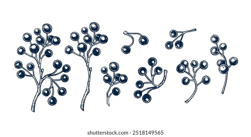 Branch with bright red berries hand drawn Isolated vector illustration set. Twig botanical illustration for holiday poster, new year, greeting, festive invitation. Engraving style collection.
