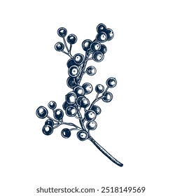 Branch with bright red berries hand drawn Isolated vector illustration. Twig botanical illustration for holiday poster, new year, greeting, festive invitation. Engraving style Christmas ornament.