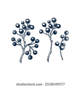 Branch with bright red berries hand drawn Isolated vector illustration set. Twig botanical illustration for holiday poster, new year, greeting, festive invitation. Engraving style collection.