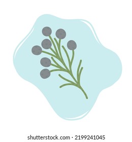 Rama de flores florecientes de brunia, ilustración vectorial
