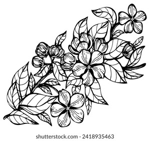 Branch buds blooming apple tree with leaves sketch. Hand drawn graphics illustration.