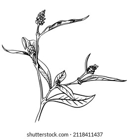 Branch with buds. Hand drawn vector illustration. Botanical spring sketch.