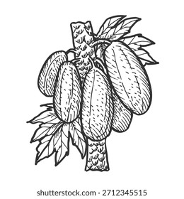 Rama y racimo de papaya, Ilustración vectorial en estilo lineal vintage. Boceto de Pawpaw.