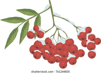 Branch with bunch of rowan berries under snow - Vintage vector art